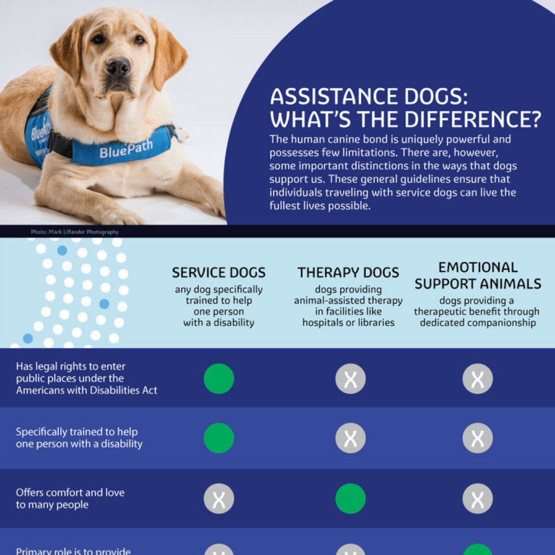 Assistance Dogs: What's the Difference? - BluePath Service Dogs