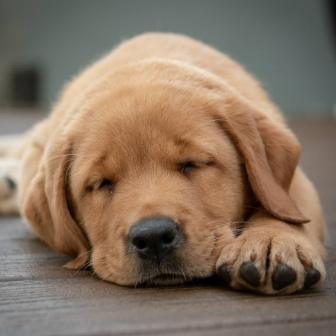 lab puppy sleeping