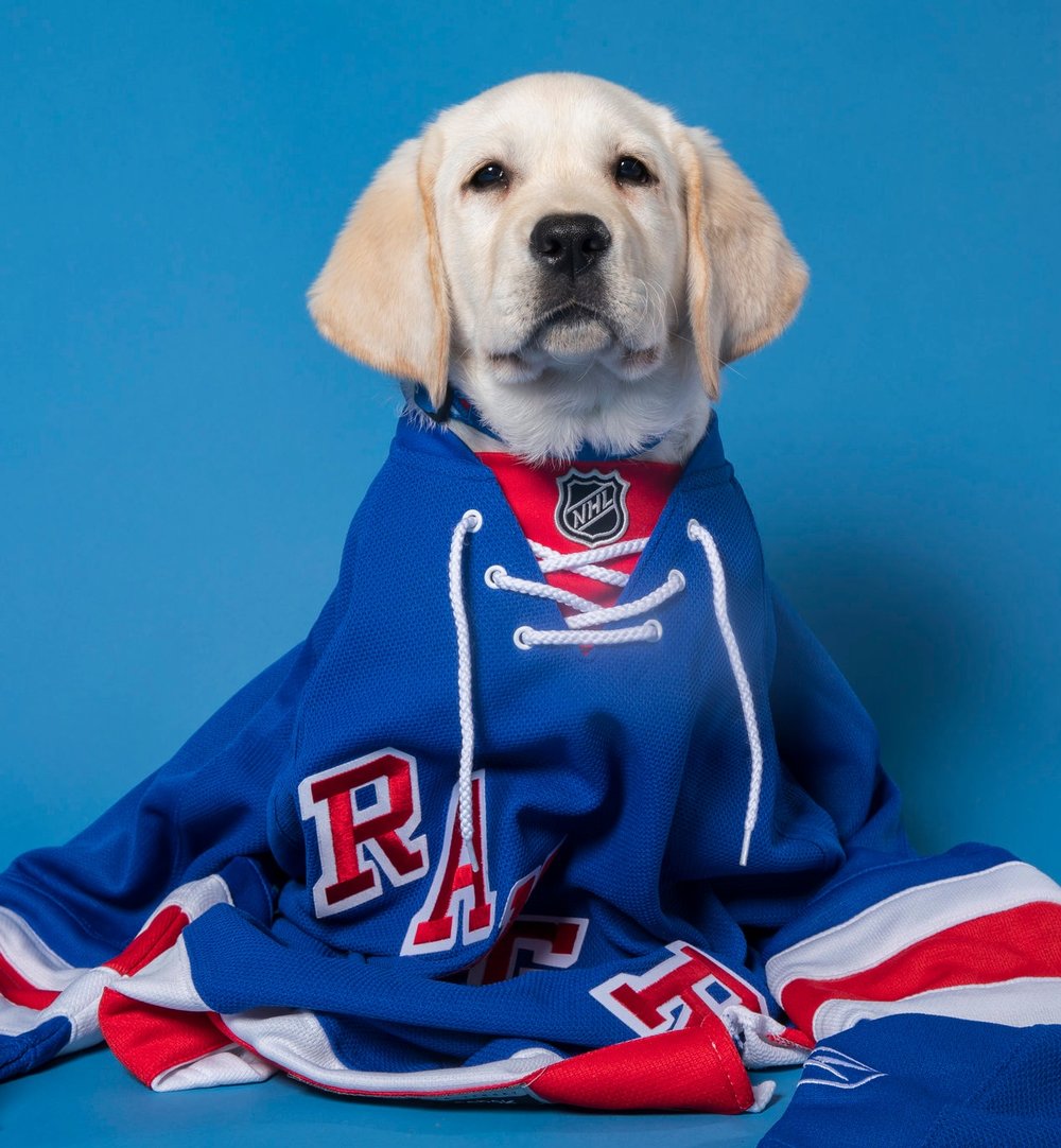 Lab puppy wearing a Ranger's jersey