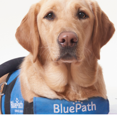 Yellow lab service dog from Blue Path