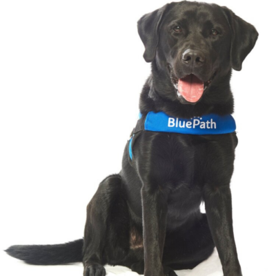 BluePath service dog sitting