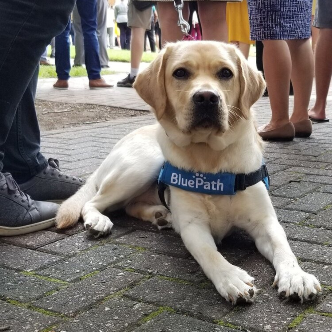 Blue Path Service Dog sitting