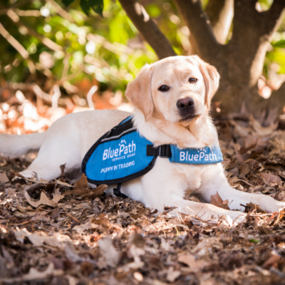 Blue Path Service dog sitting in leaves