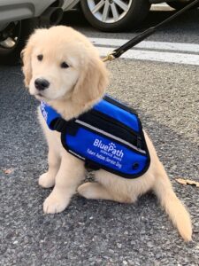 Golden retriever puppy in BluePath service dog puppy vest