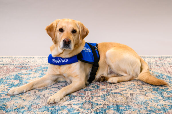 Yellow labrador laying down with service dog vest