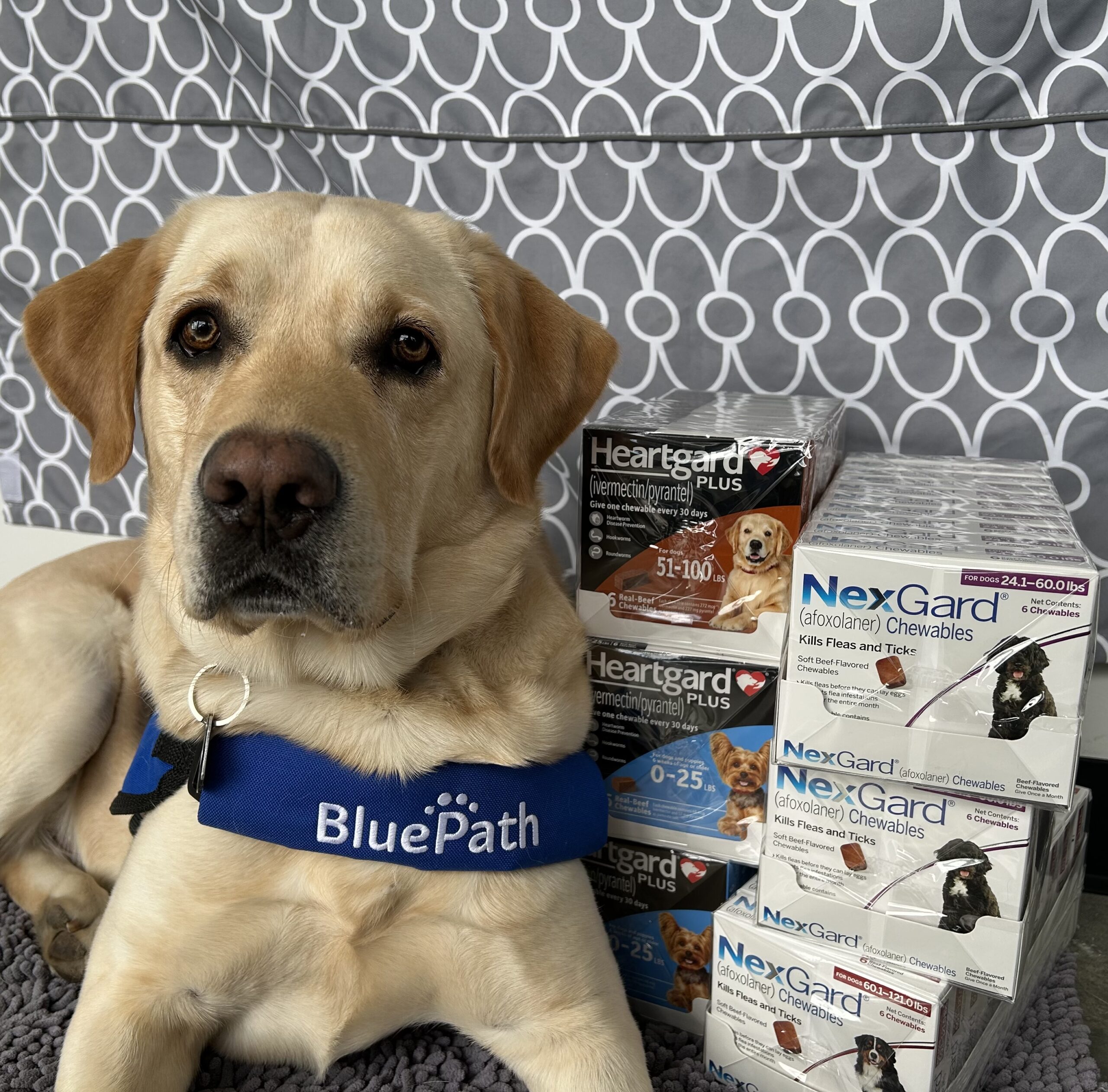 yellow Labrador poses with boxes