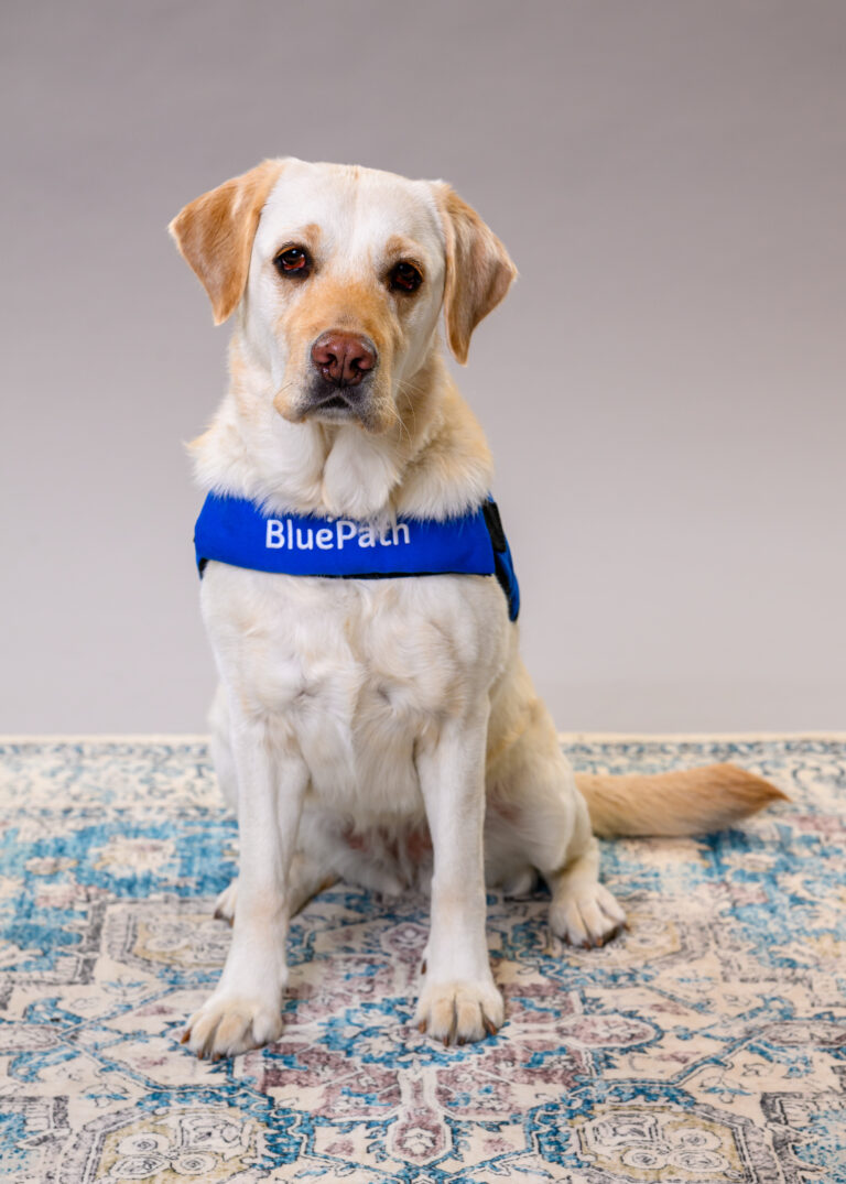 Yellow Labrador is blue service dog vest