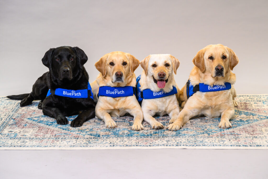 Four labrador retrievers laying down
