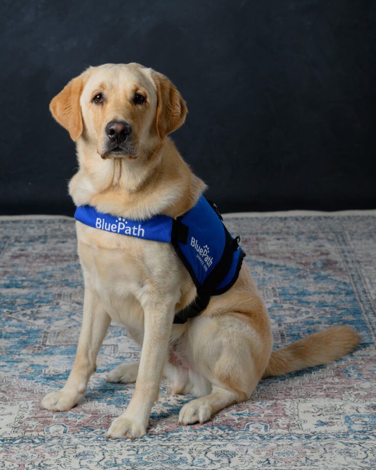 Yellow Labrador retriever sitting down