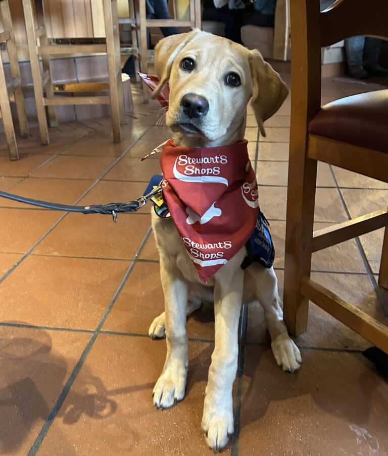 Yellow lab puppy in red bandana