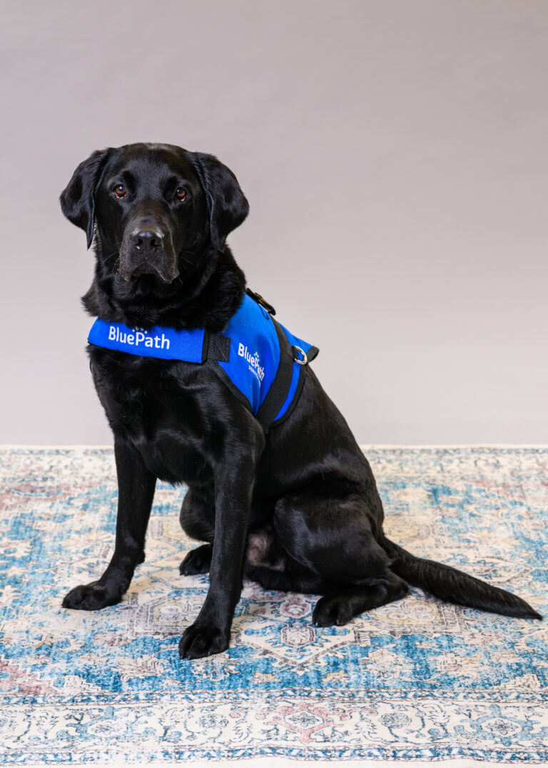 black Labrador retriever sitting down