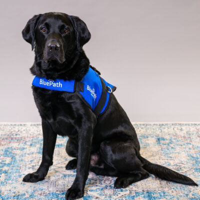 black Labrador retriever sitting down
