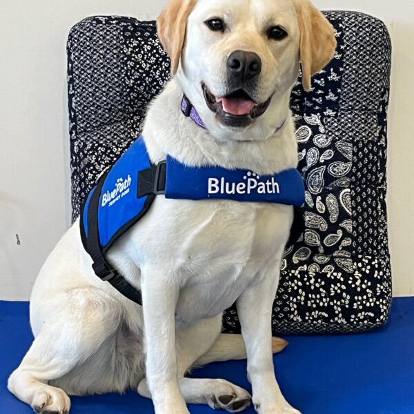 Yellow labrador with blue service dog vest