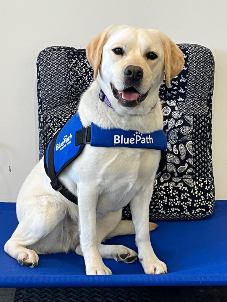 Yellow labrador with blue service dog vest